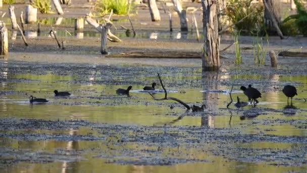 Imágenes Escénicas Patos Nadando Estanque — Vídeos de Stock