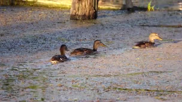 Imagens Cênicas Patos Nadando Lagoa — Vídeo de Stock