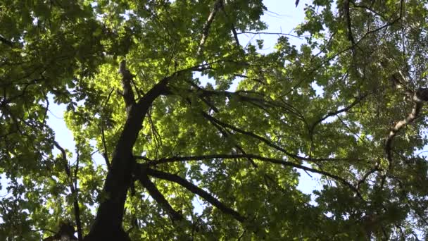 Imágenes Escénicas Paisaje Natural Tranquilo — Vídeos de Stock