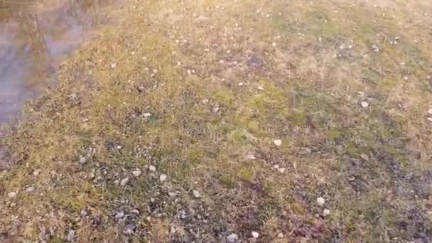 séquences scéniques d'herbe recouverte de feuilles tombées 