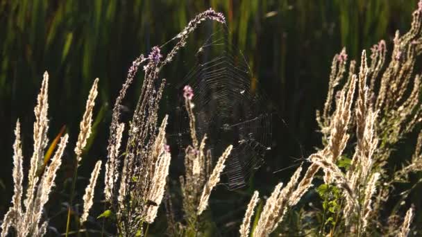 Natursköna Närbilder Vass Äng — Stockvideo