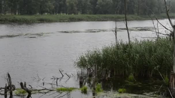 Malebné Záběry Klidné Přírodní Krajiny — Stock video