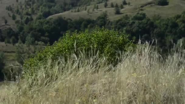 Imagens Cênicas Paisagem Natural Tranquila — Vídeo de Stock