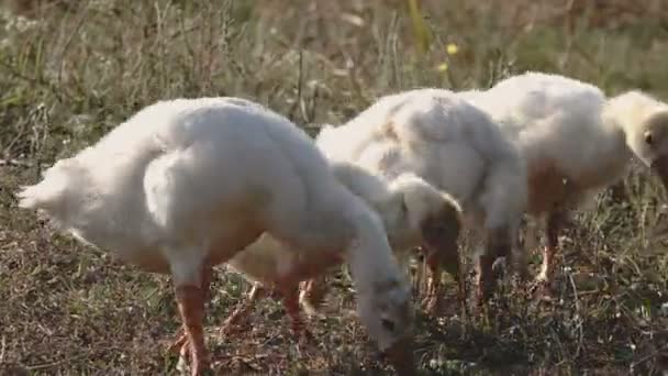 Kazlar Besleme Yeşil Çayır Manzara Görüntüleri — Stok video