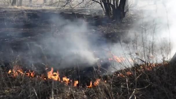 des images d'herbe et d'arbres brûlés lors d'un incendie 