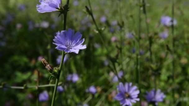 Close Footage Beautiful Blossoming Flowers — Stock Video