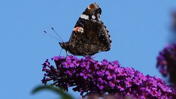 Nahaufnahmen Von Schmetterlingen Die Auf Schönen Blühenden Blumen Sitzen — Stockvideo