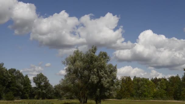 Szenische Aufnahmen Einer Ruhigen Naturlandschaft — Stockvideo