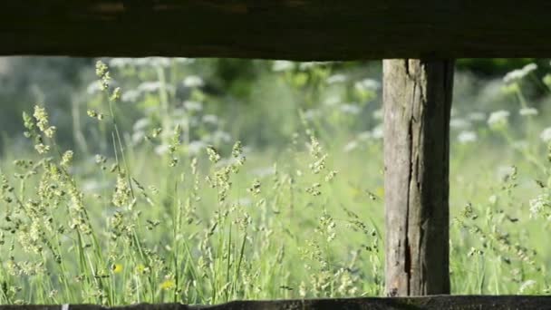 Vyhlídkové Těsné Záběry Květnaté Louky — Stock video