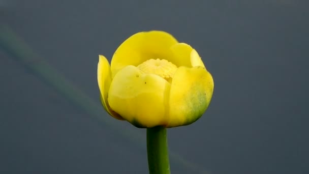 Imagens Close Bela Flor Florescente — Vídeo de Stock