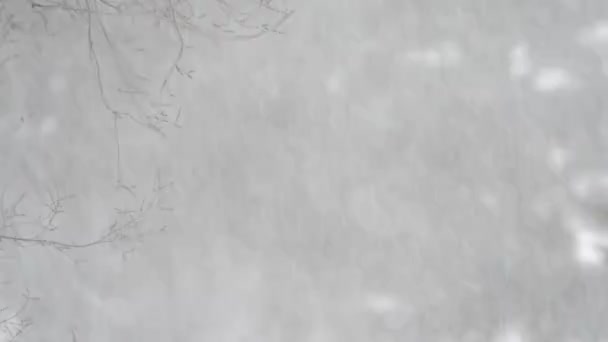 ぼやけた背景上の豪雪のクローズアップ映像 — ストック動画