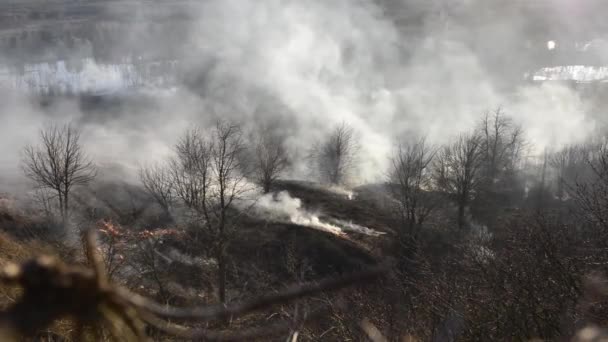 山火事の間に燃えている草や木の映像 — ストック動画