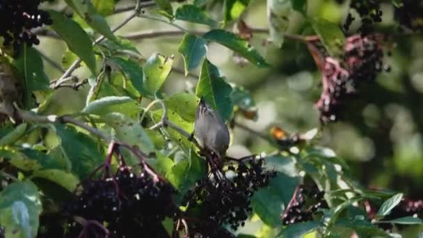 Szenische Aufnahmen Schöner Kleiner Vogel Der Beeren Vom Baum Frisst — Stockvideo