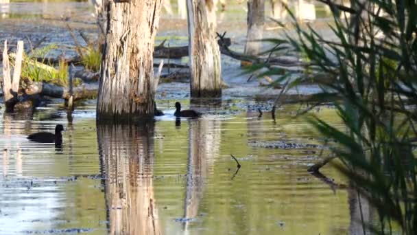 Scenic Footage Ducks Swimming Pond — Stock Video