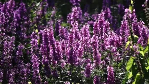 Schilderachtige Close Beelden Van Bloemrijke Weide — Stockvideo