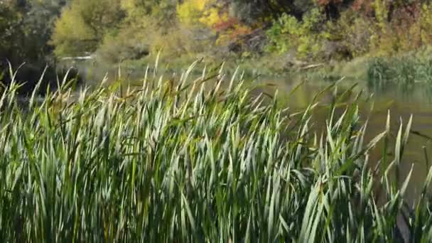 Imágenes Escénicas Lago Tranquilo Bosque — Vídeo de stock