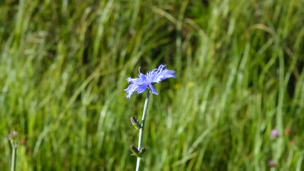 Images Gros Plan Belles Fleurs Fleurs — Video