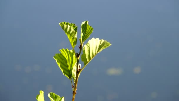 枝の上の美しい緑の葉の風光明媚な映像 — ストック動画