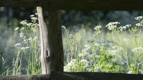 Séquences Scéniques Clôture Bois Dans Prairie Verte — Video