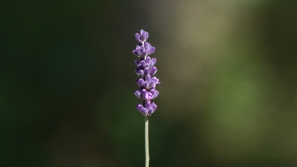 Primer Plano Imágenes Hermosas Flores Flor — Vídeo de stock