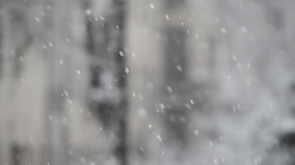 Záběry Těsné Sněhové Pokrývky Lese — Stock video