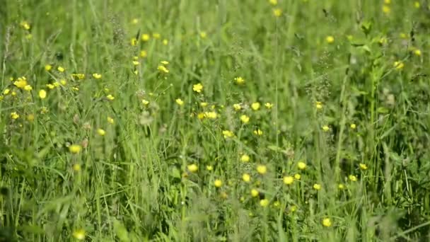 Escénicas Imágenes Primer Plano Del Prado Florido — Vídeos de Stock