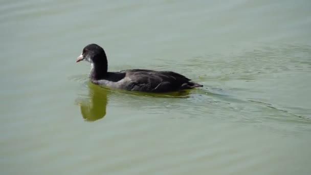 Mooie Beelden Van Vogels Zwemmen Water — Stockvideo