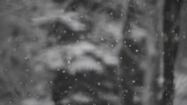 Κοντινό Πλάνο Βαριές Χιονοπτώσεις Στο Δάσος — Αρχείο Βίντεο