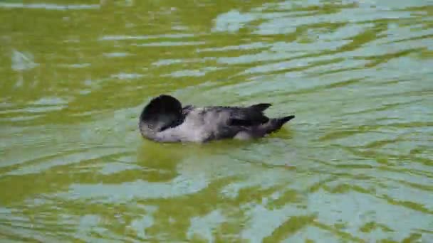 Malownicze Zdjęcia Ptak Pływanie Wodzie — Wideo stockowe