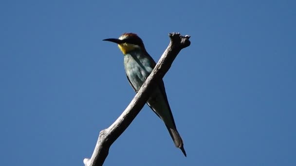 Imágenes Escénicas Del Pájaro Posado Una Rama Frente Cielo Azul — Vídeos de Stock