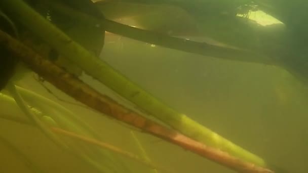 池の睡蓮の水中映像 — ストック動画