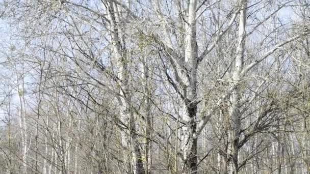 Imágenes Escénicas Paisaje Natural Tranquilo — Vídeo de stock