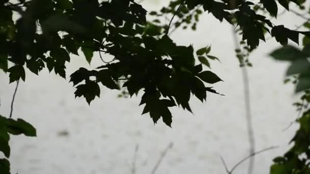 Vyhlídkové Záběry Zelených Větví Stromů — Stock video