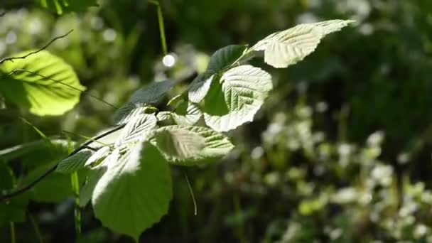 Schilderachtige Beelden Van Groene Bladeren Zwaaiende Door Wind — Stockvideo