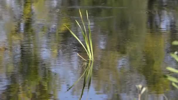 숲에서 조용한 호수의 아름다운 — 비디오