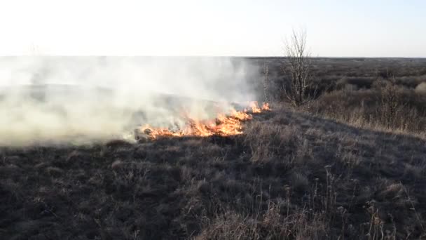 des images d'herbe et d'arbres brûlés lors d'un incendie 