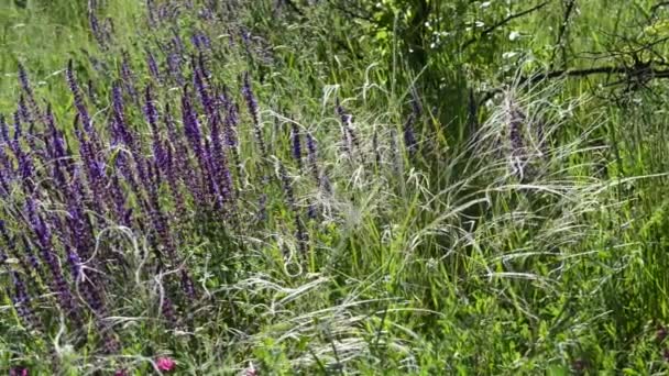 Natur Sköna Närbild Bilder Blommig Äng — Stockvideo