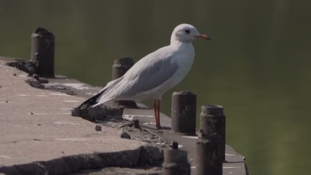 Riprese Panoramiche Uccelli Piedi Molo Legno — Video Stock