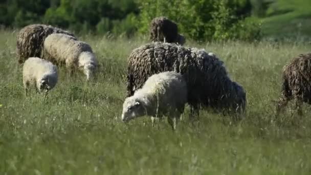 Scenic Footage Sheep Grazing Green Meadow — Stock Video