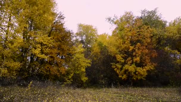 静かな自然の景観の美しい映像 — ストック動画