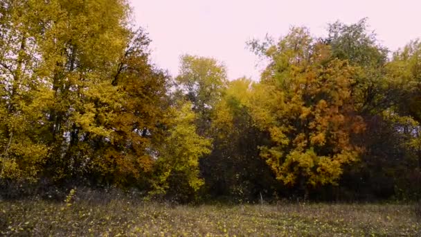 Imagens Cênicas Paisagem Natural Tranquila — Vídeo de Stock