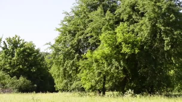 Живописные Кадры Спокойного Луга Окруженного Деревьями Солнечный День — стоковое видео