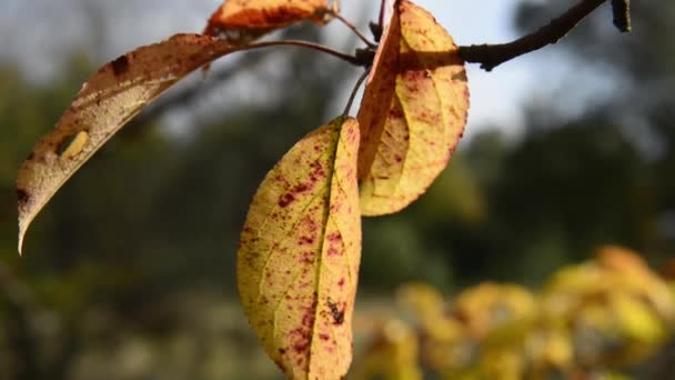 Bulanık Arka Plan Üzerinde Sarı Sonbahar Yaprakları Doğal Görüntüleri — Stok video
