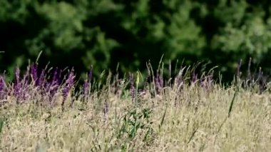 çiçekli çayır pitoresk yakın çekim görüntüleri