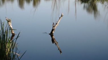 nehrin dalgalı su yüzeyinin sakin görüntüleri