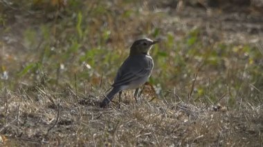 çimenlerin üzerinde oturan küçük kuş manzara görüntüleri