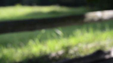 yeşil çayır ve ahşap çit doğal bulanık görüntüleri