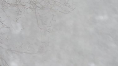 bulanık arka planda ağır kar yağışı yakın çekim görüntüleri