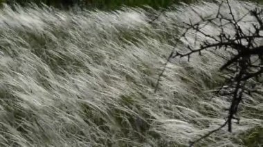çiçekli çayır pitoresk yakın çekim görüntüleri