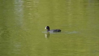 suda yüzen kuş manzara görüntüleri